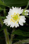 Whiteflower leafcup